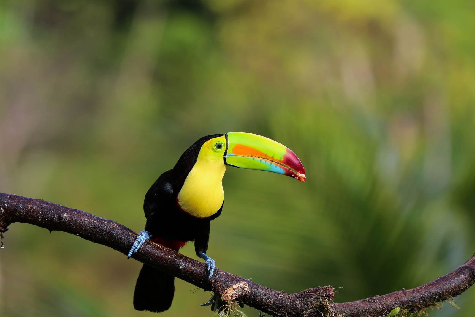 Toucan in Costa Rica