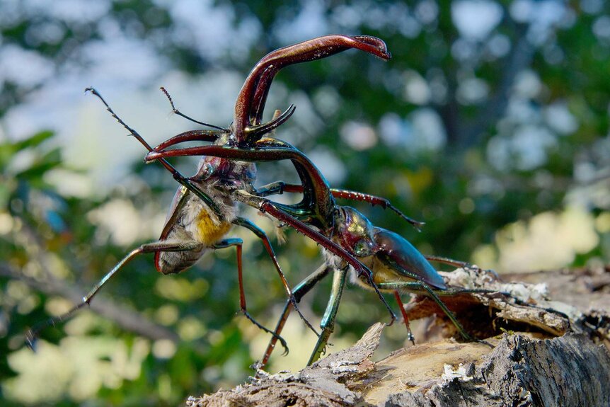 Two male Chilean Stag Beetles in Conguillio National Park, Araucaria, Chile in The Americas Season 1, Episode 10