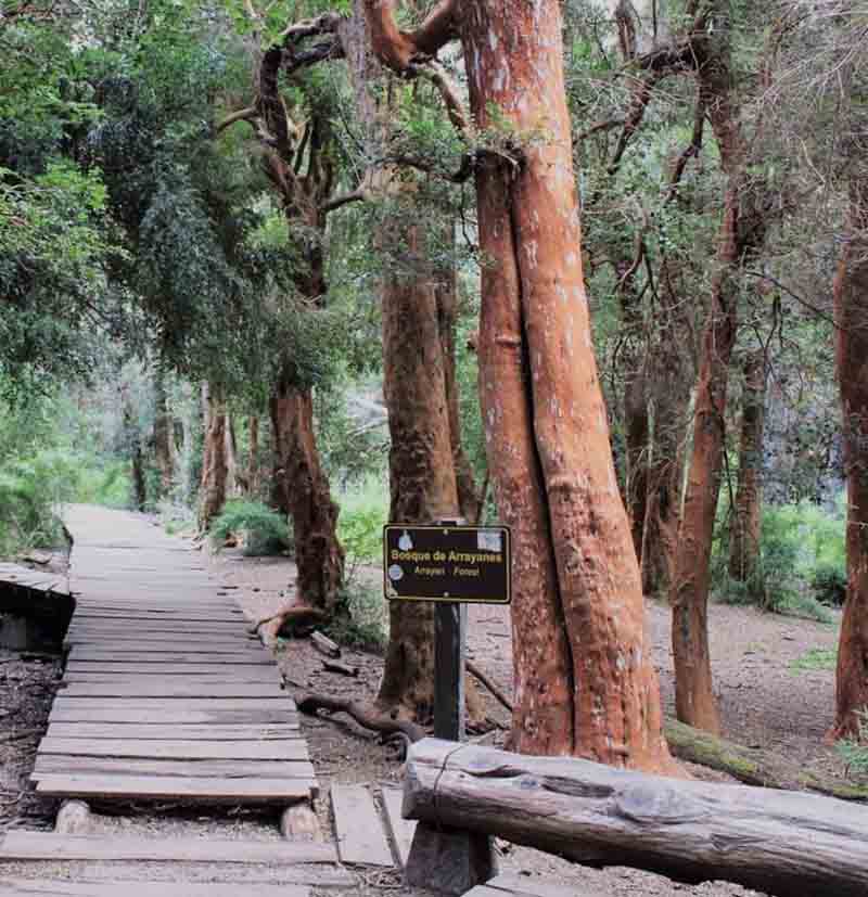 Arrayanes Forest | Bariloche