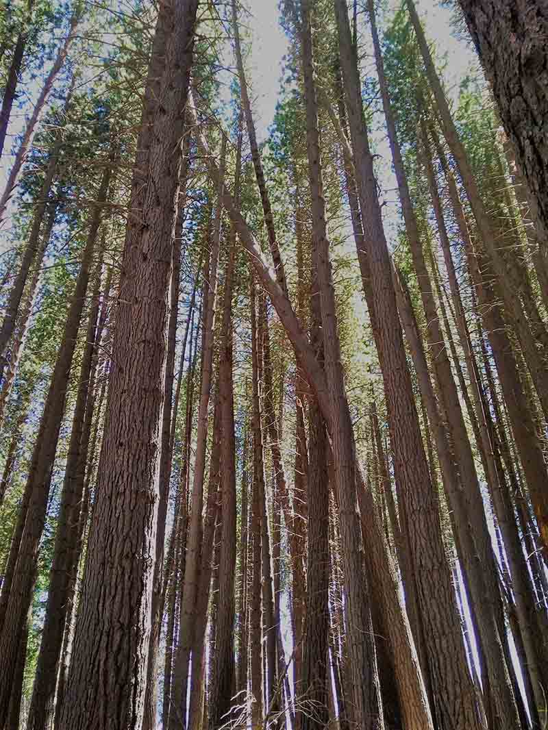 Arrayanes forest | Bariloche