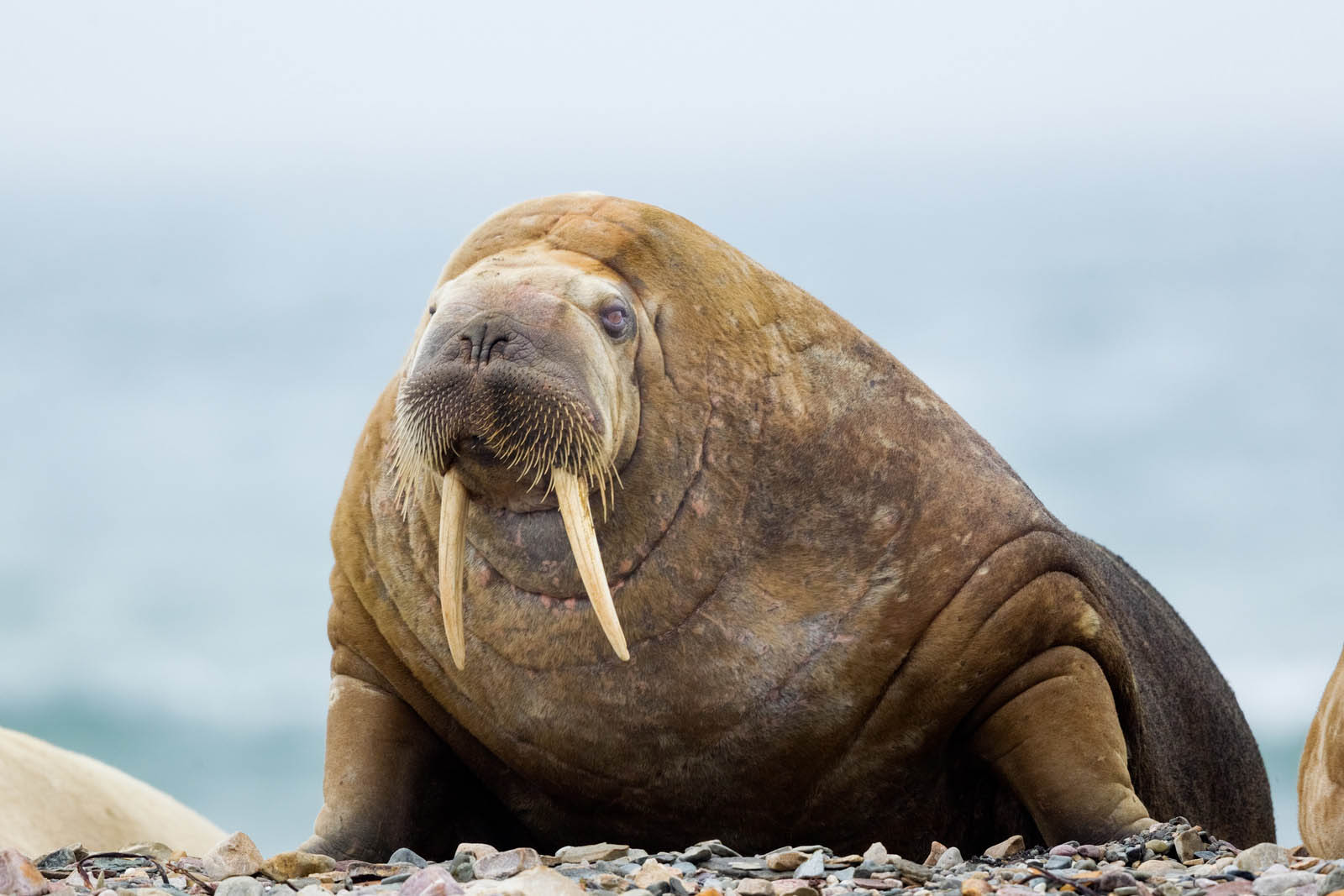 Walrus | Canva | KenCanning