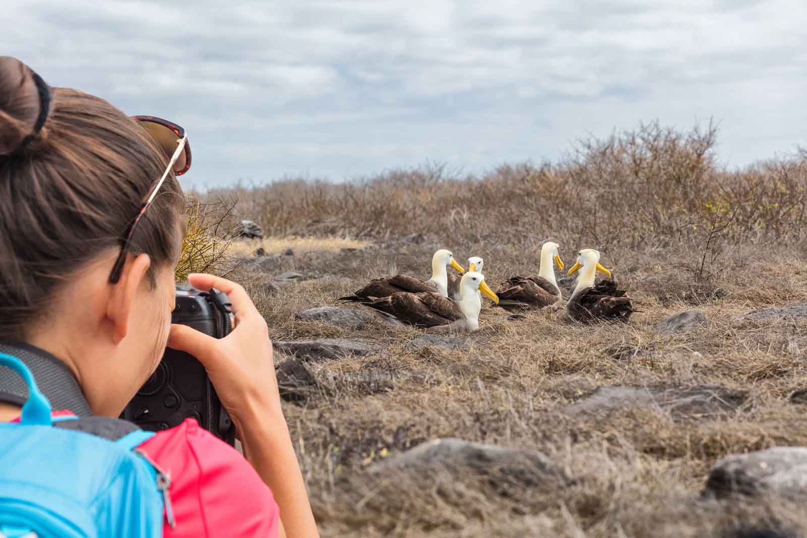 Waved Albatross | Española Island | Galapagos