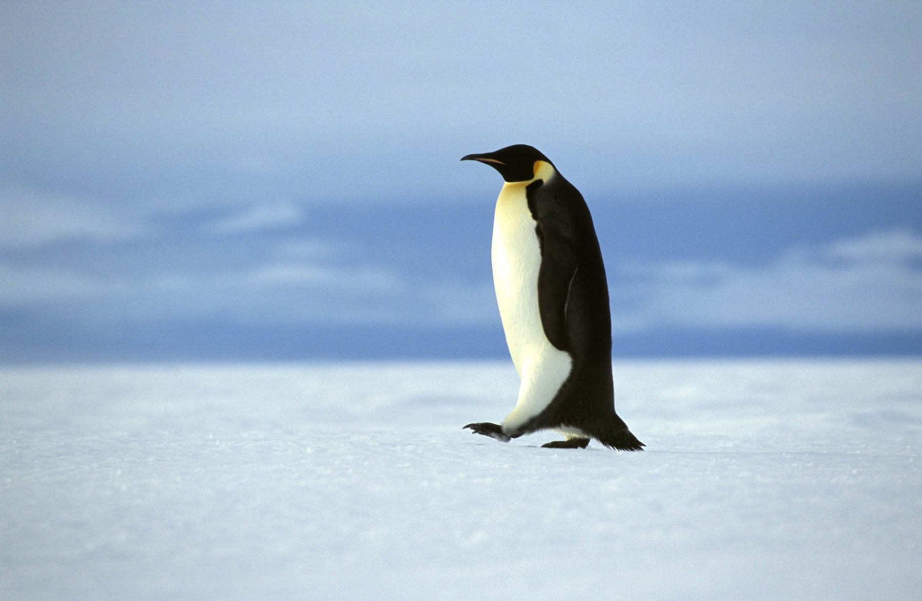 Weddel Sea | Antarctica