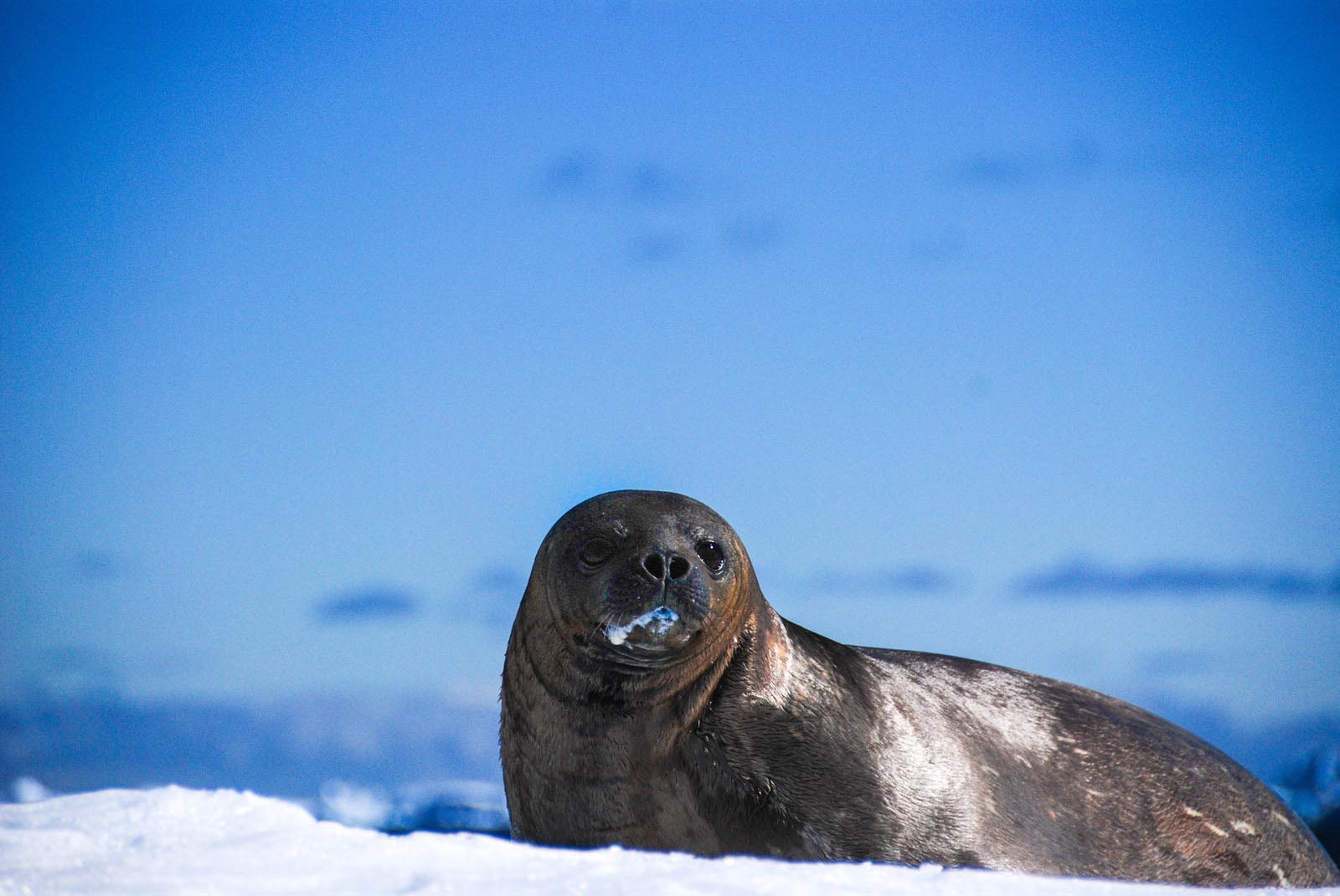 Weddell Seal | Antarctica