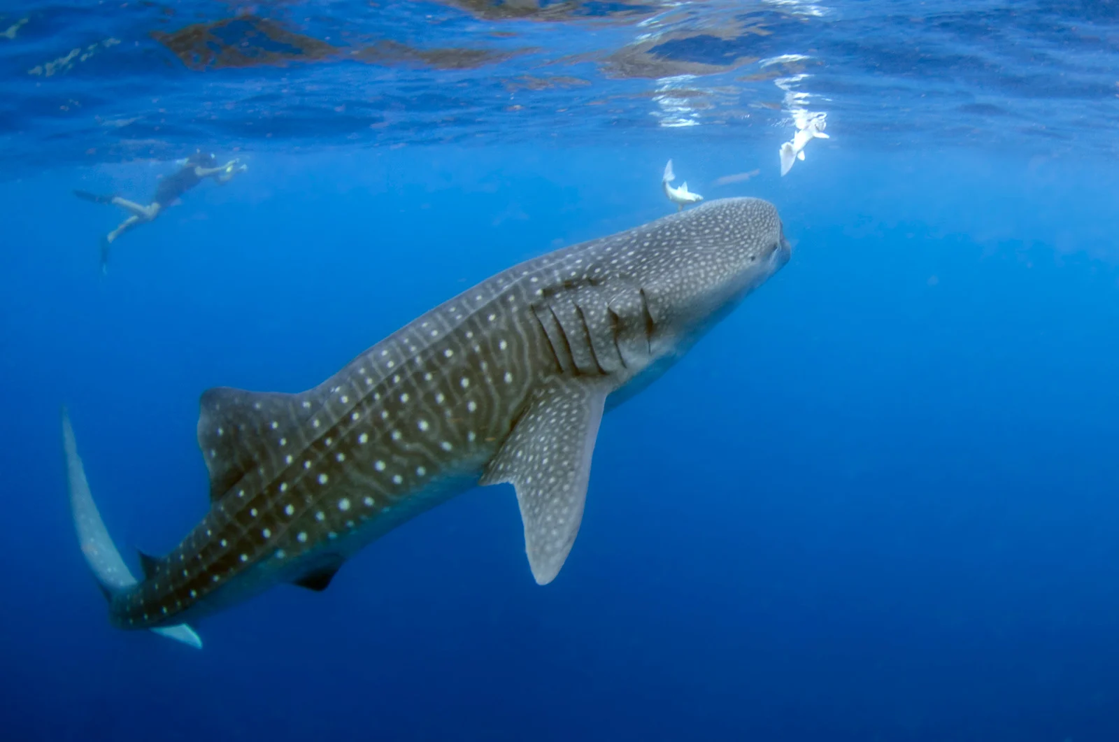 Whale shark | Galapagos