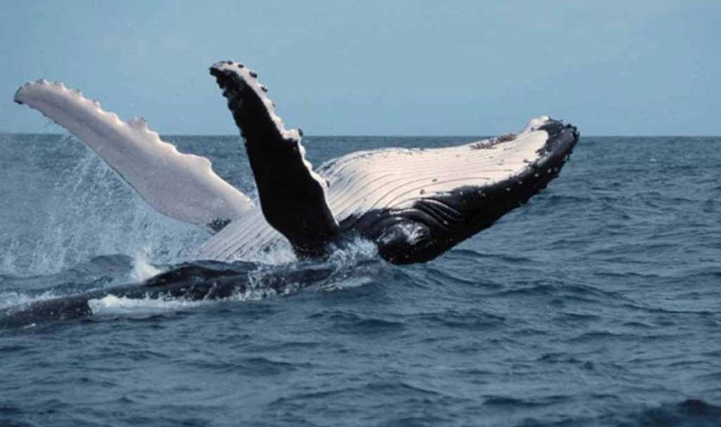 Whale Ecuador