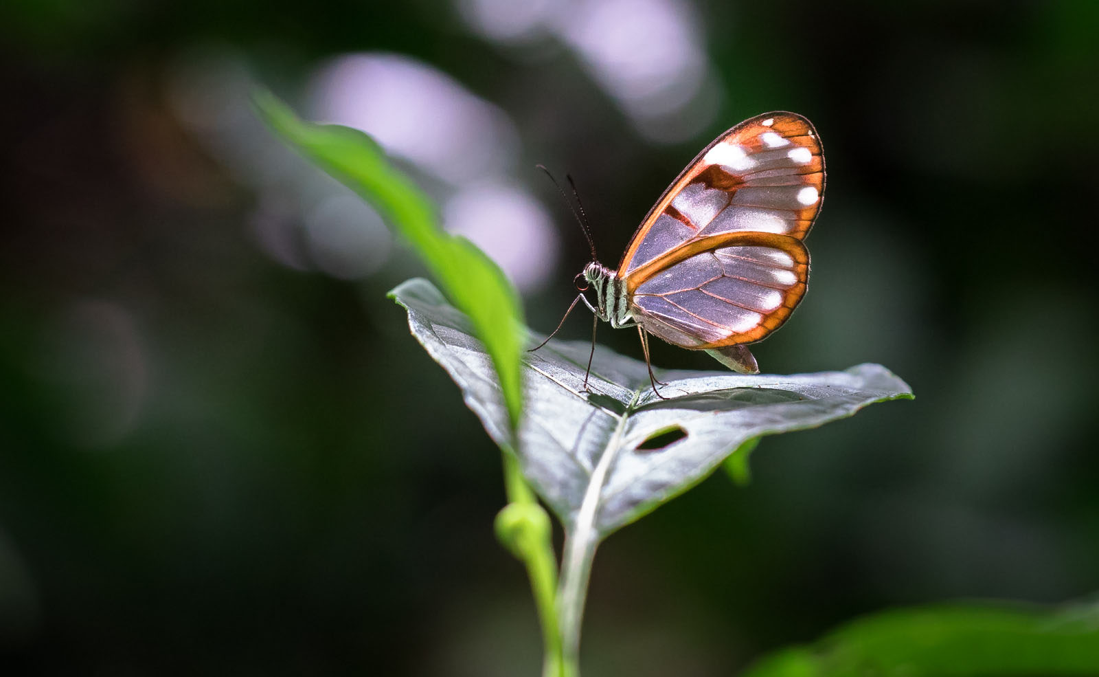 White-spotted glasswing butterfly | Costa Rica