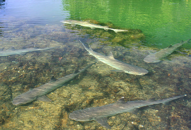 Galapagos sharks