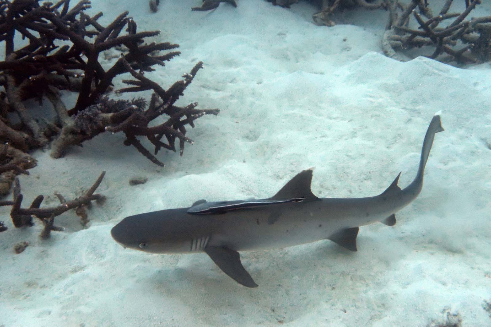 White-Tip Reef Shark | Galapagos