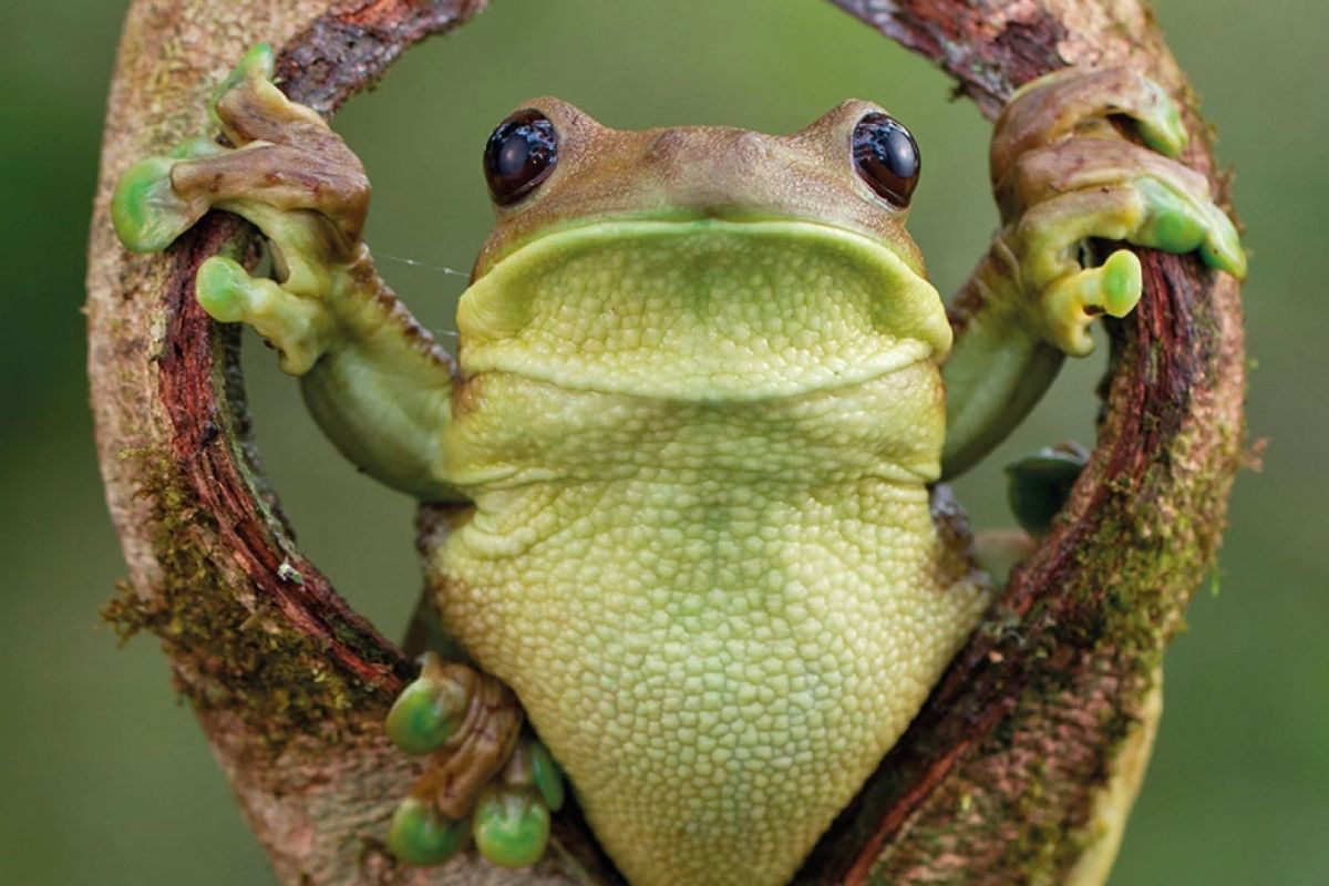 Napo Wildlife Center | Amazon | Ecuador