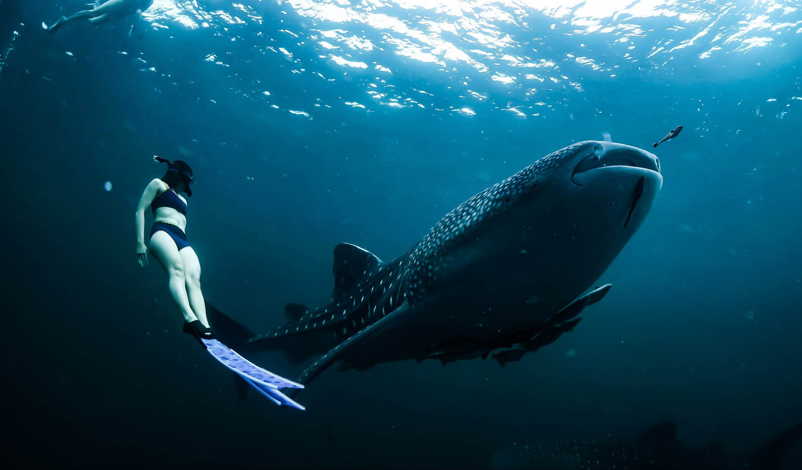 Woman swimming next to a whale shark under water
