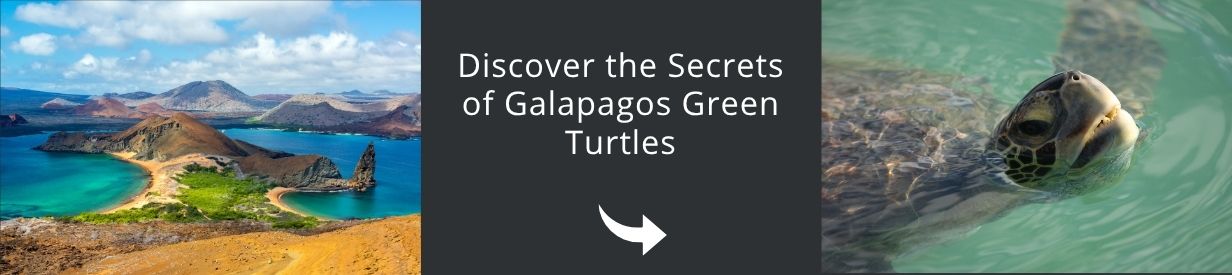 Visit Galapagos