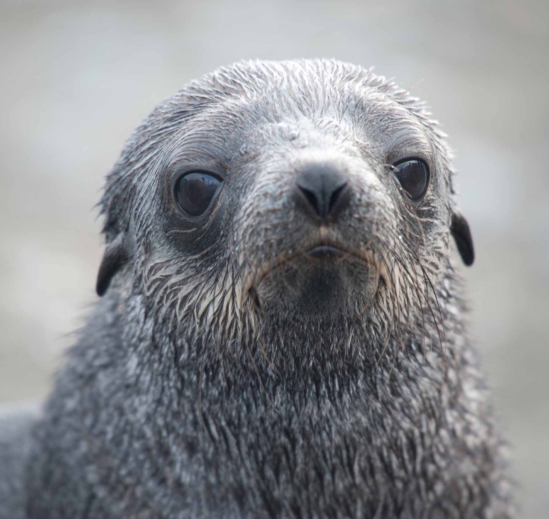 Young fur seal | Falkland Islands