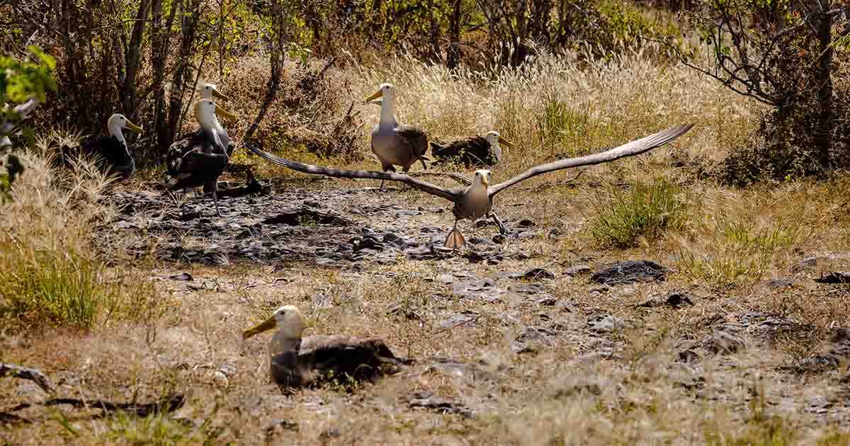 Waved albatrosses on Española Island | Galapagos