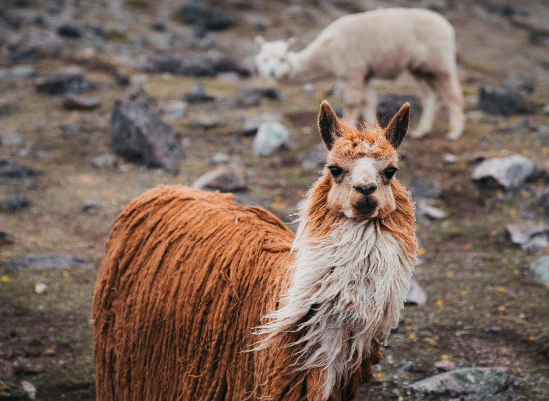 An alpaca among stones | Peru