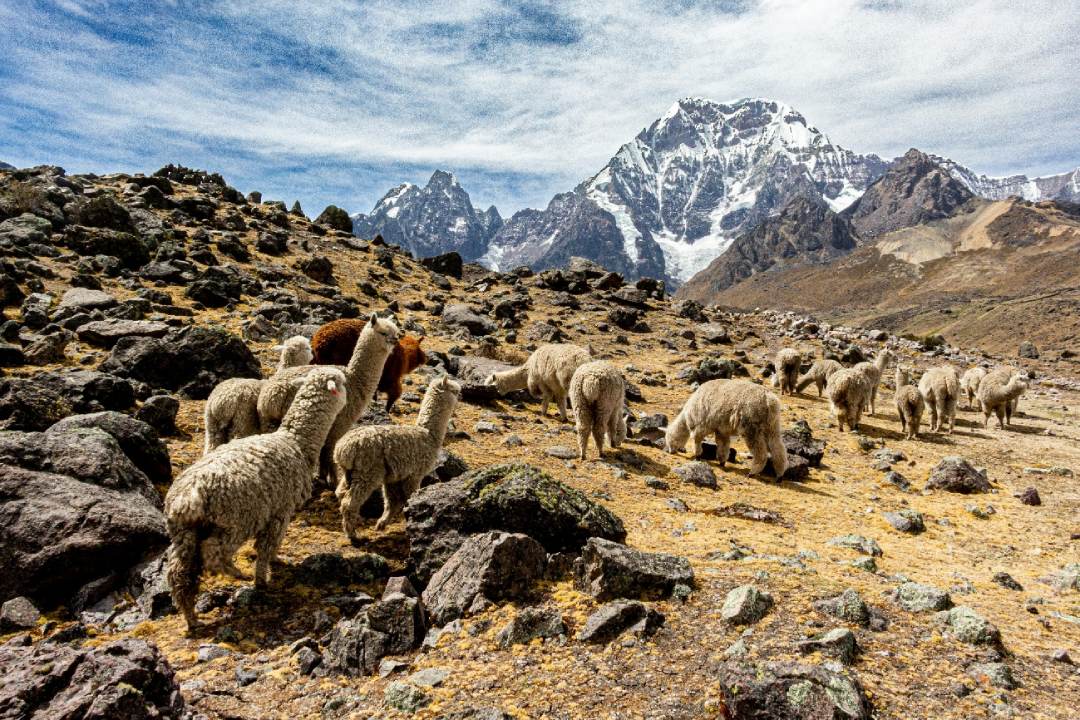 Alpaca herding in Peru's Sacred Valley: a living legacy | Peru