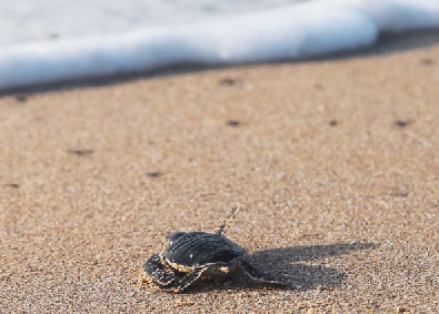 Baby turtle | Manabí