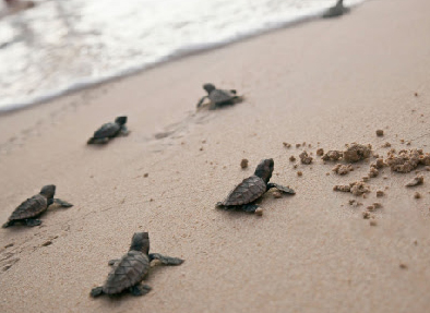 Baby turtles | Manabí