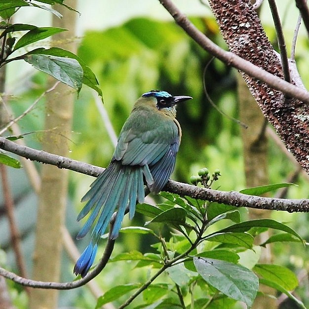 Bird | Vilcabamba