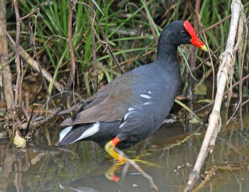 Birdwatching Galapagos