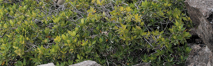 Black Mangrove | Galapagos 