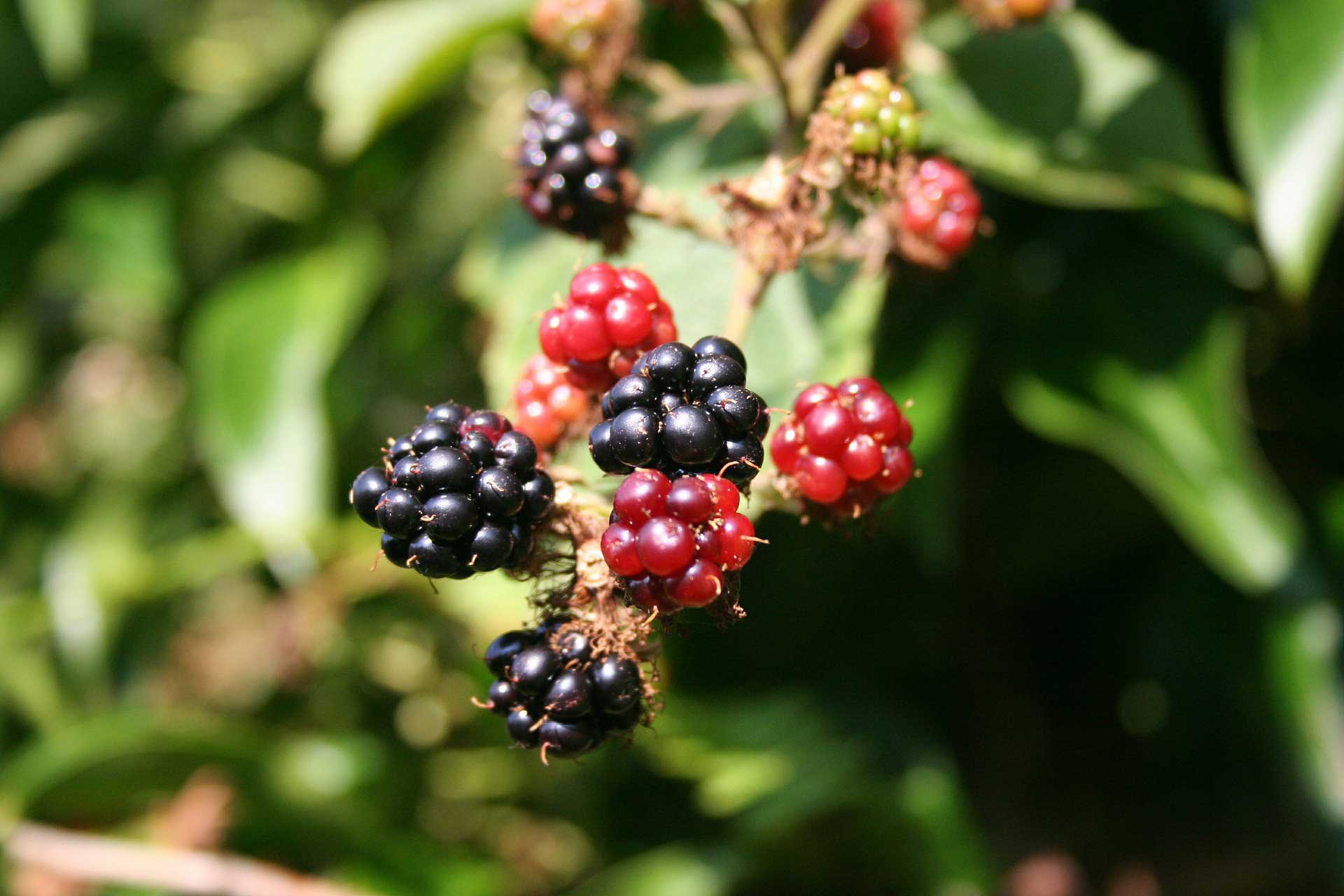 Galapagos blackberry