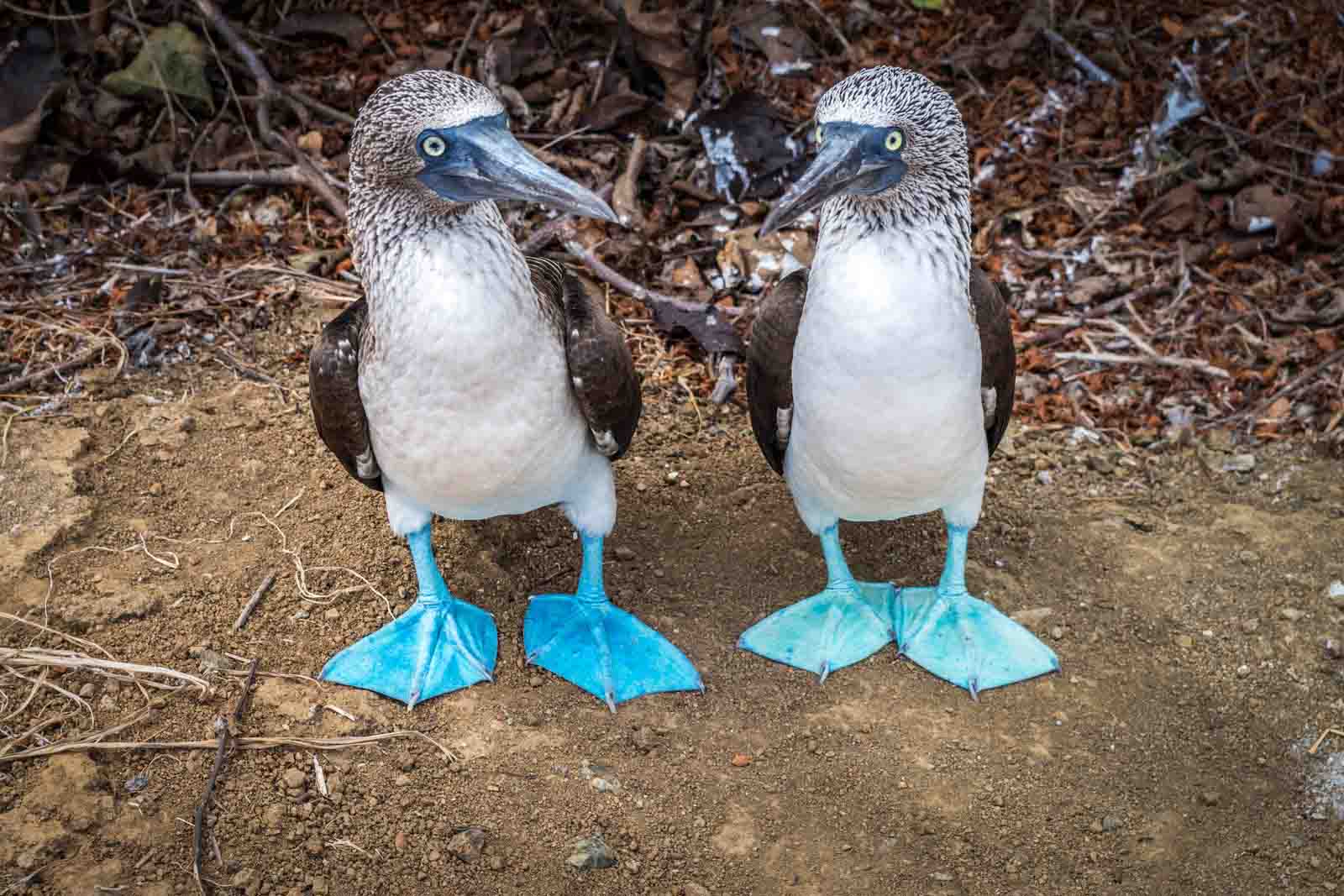 Blue footed boobies | Galapagos