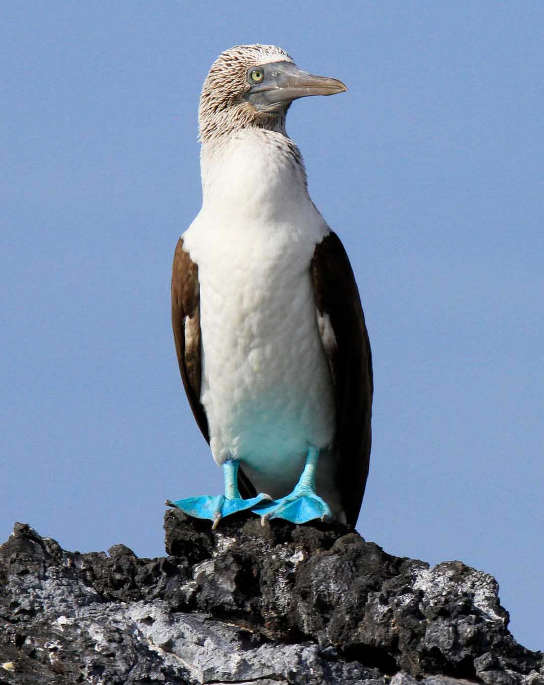 Blue footed booby | Las Tintoreras | Isabela Island | Galapagos