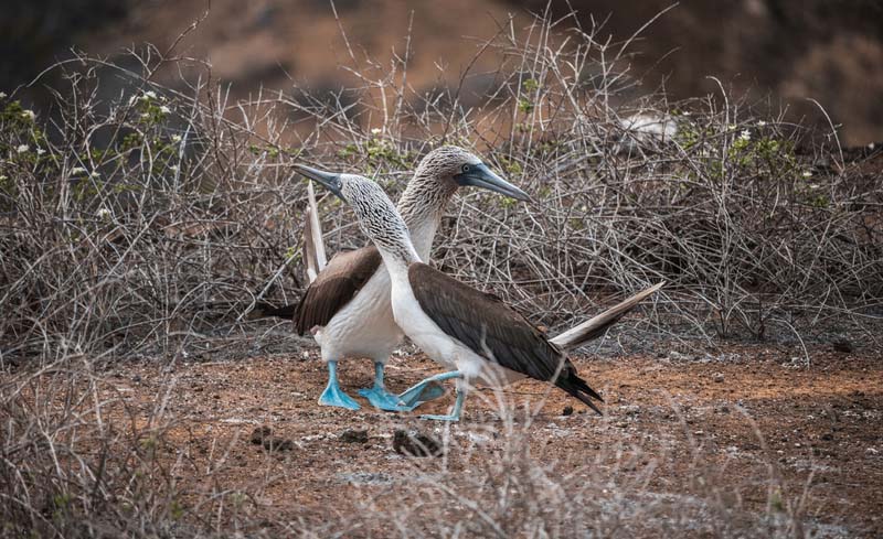 Blue-footed booby mating rituals | Galapagos Islands