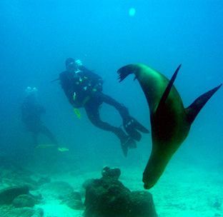 Camaño islet diving