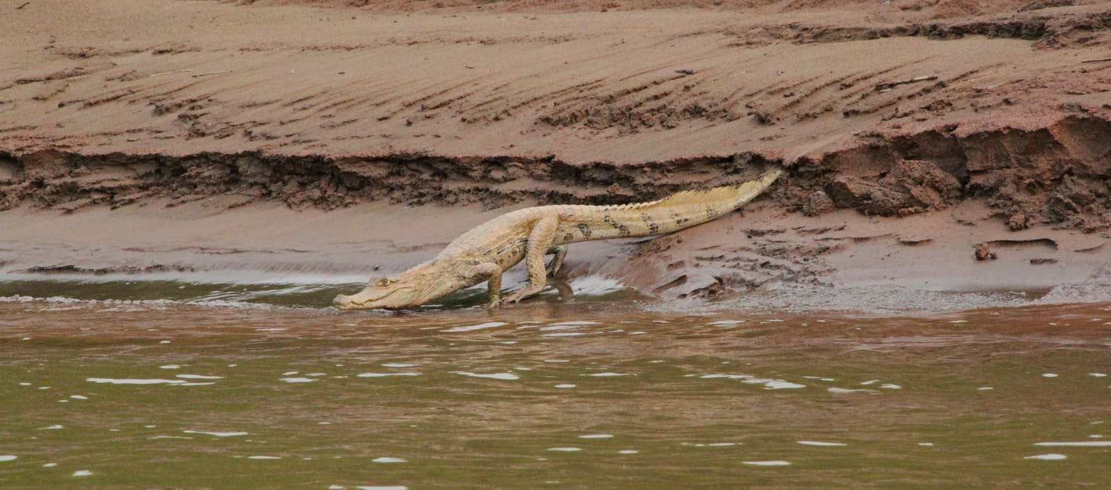 Caiman | Tambopata National Reserve | Peru | South America