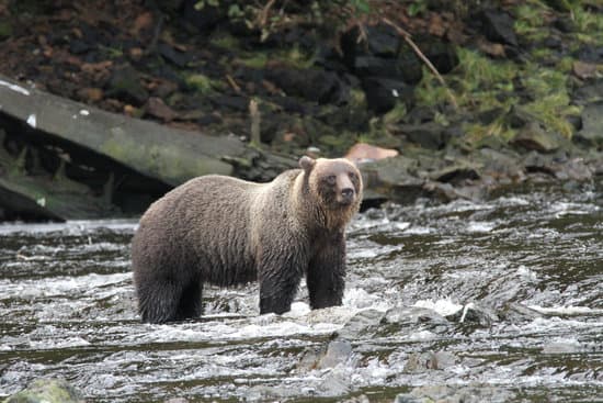 Bears in Alaska | Canva