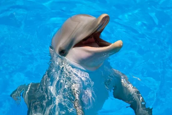 Dolphin | Canva