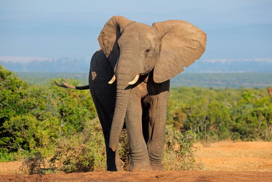 Elephant | Canva