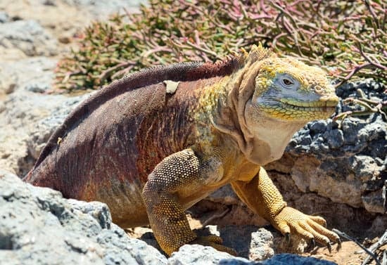 Land Iguana 