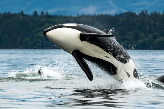 Orca Whale - Canva 