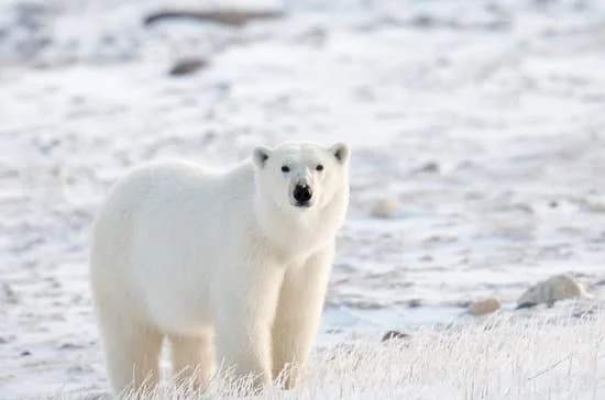 Polar bear | Canva