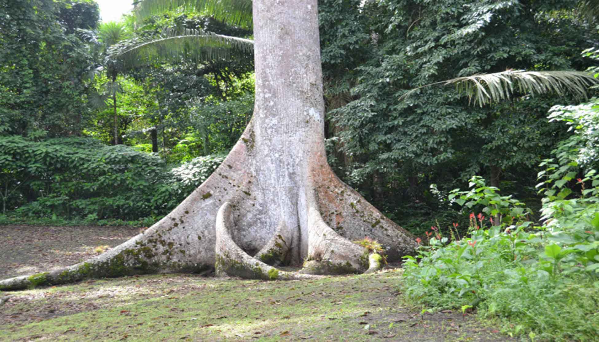 Ceiba Tree