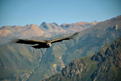 Condor | Peru