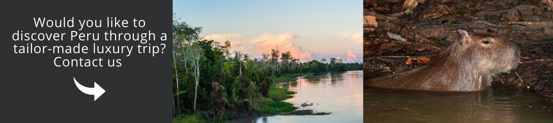 Contact us and travel to Pacaya Samiria with us!