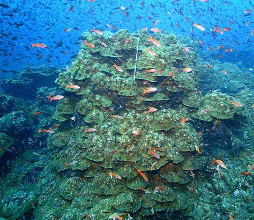 corals galapagos