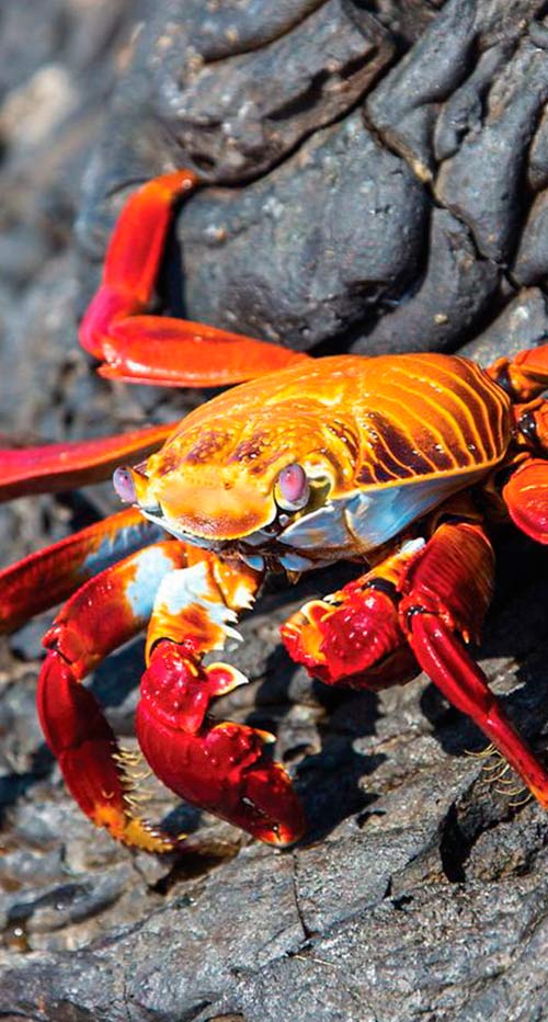 crabs-galapagos-isalnds