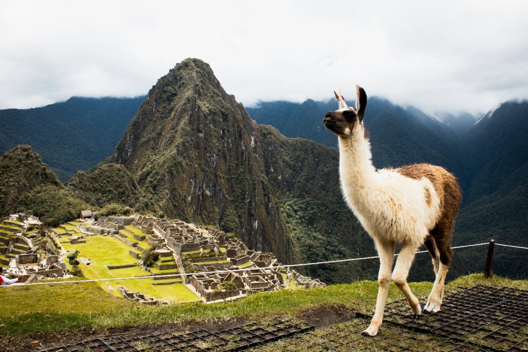 A curious llama in Machu Picchu | Peru