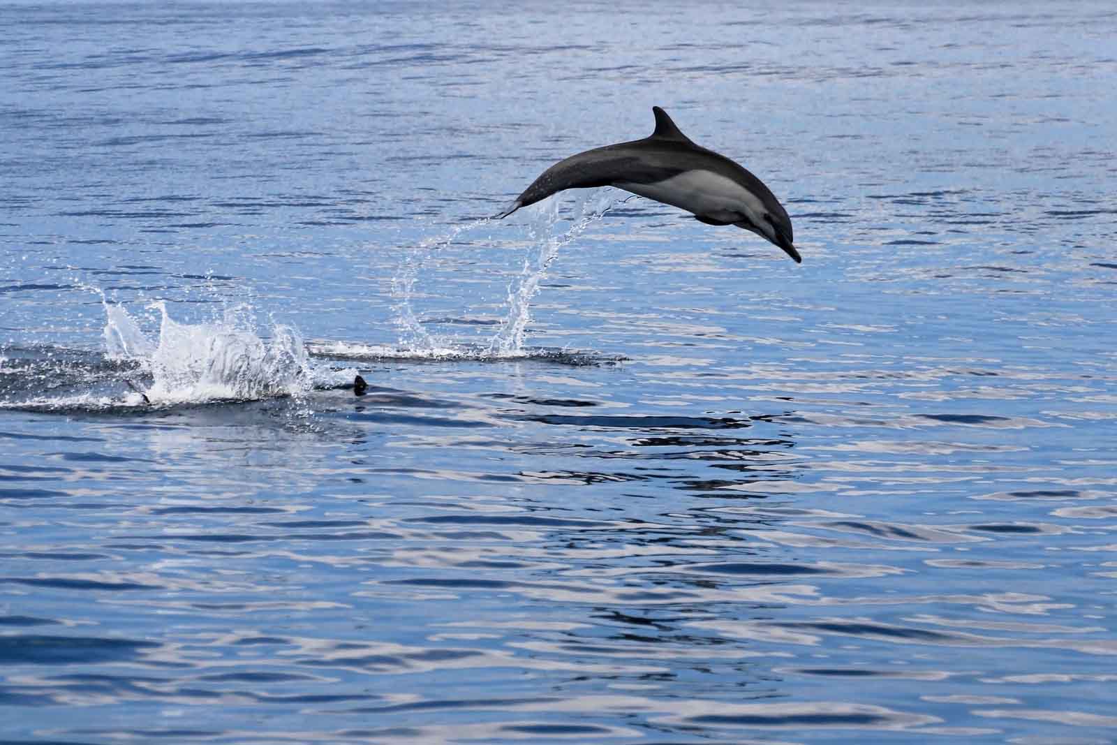 Dolphin | Costa Rica
