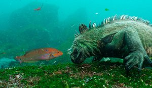 diving in galapagos islands