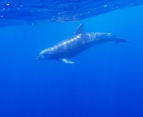 dolphin galapagos