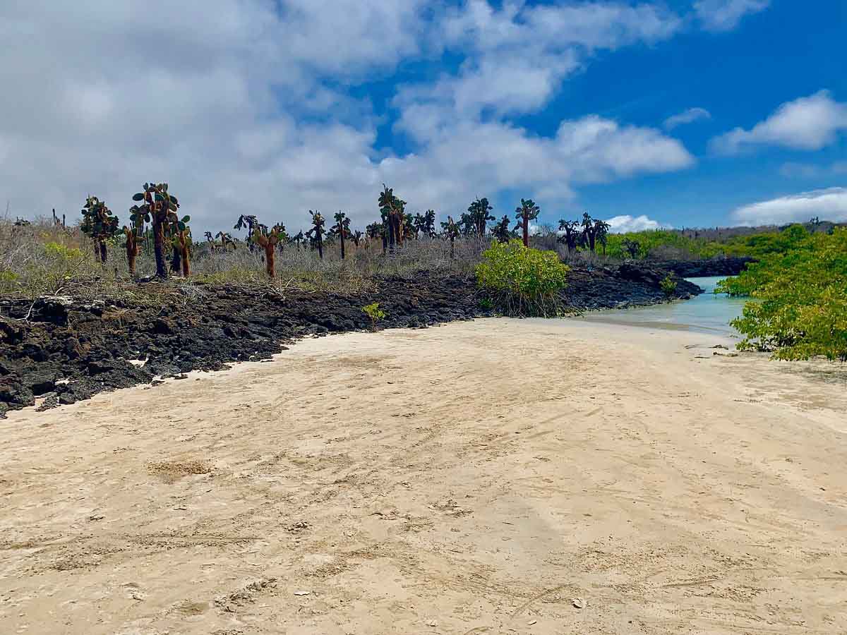 El Garrapatero Beach | Galapagos Islands