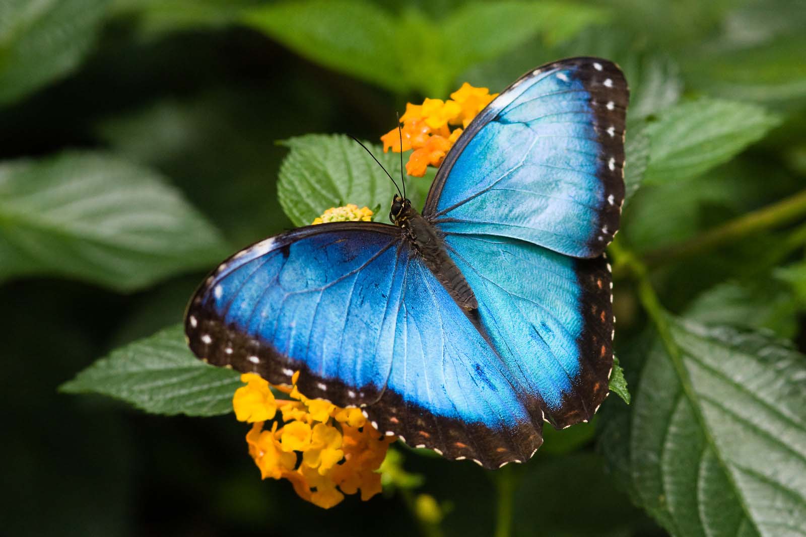 Electric Blue Morpho Butterfly | Costa Rica