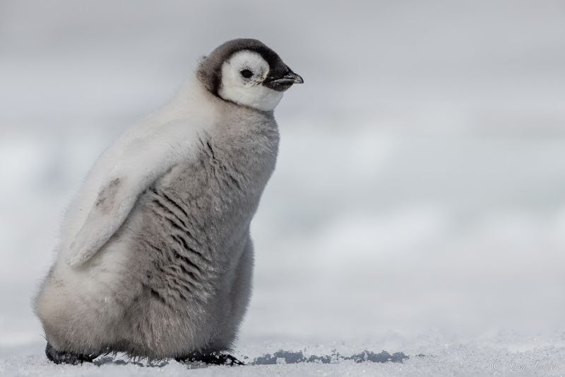 Emperor pnguin chick | Antarctica