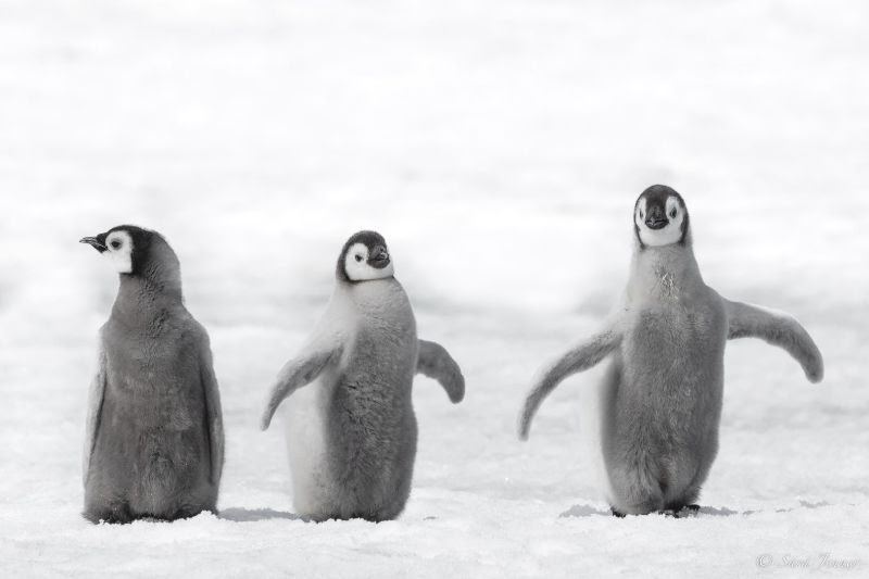 Emperor pnguin chicks | Antarctica